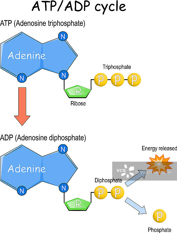 ATP ADP循环图片素材