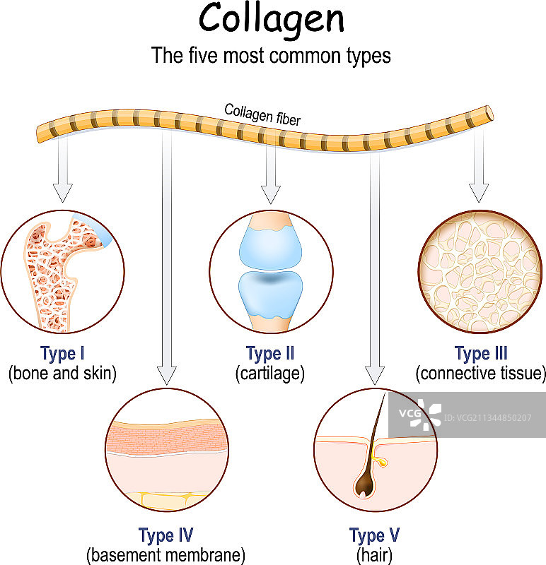 胶原纤维类型图片素材