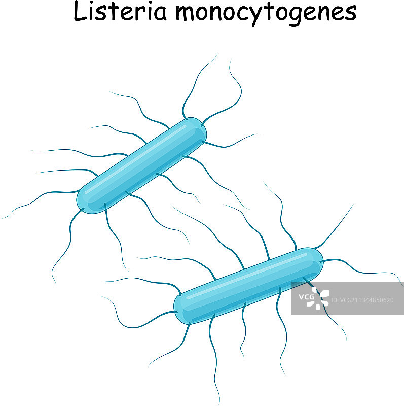 单核细胞增生李斯特氏菌病图片素材