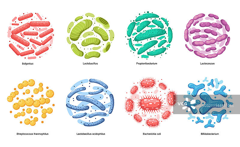 保加利亚乳杆菌图片素材