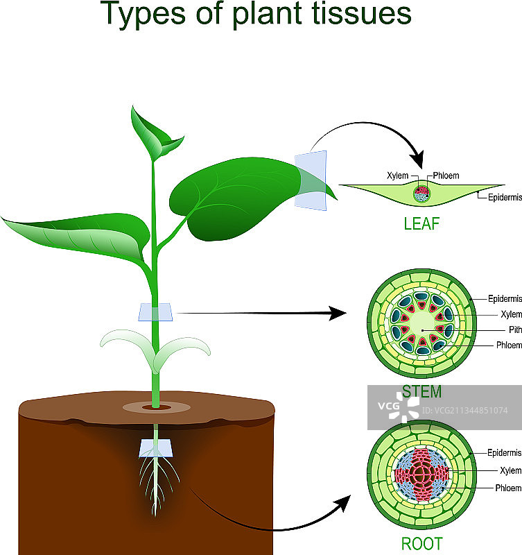 植物组织横截面：根、茎和叶图片素材