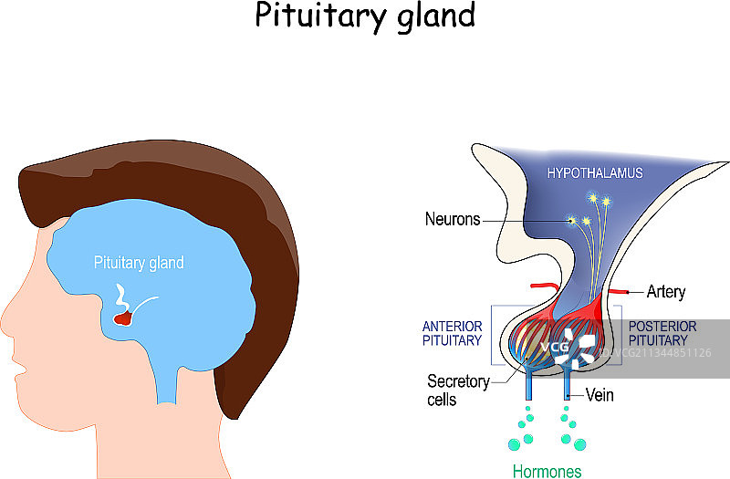 脑垂体腺体解剖结构与激素位置图片素材