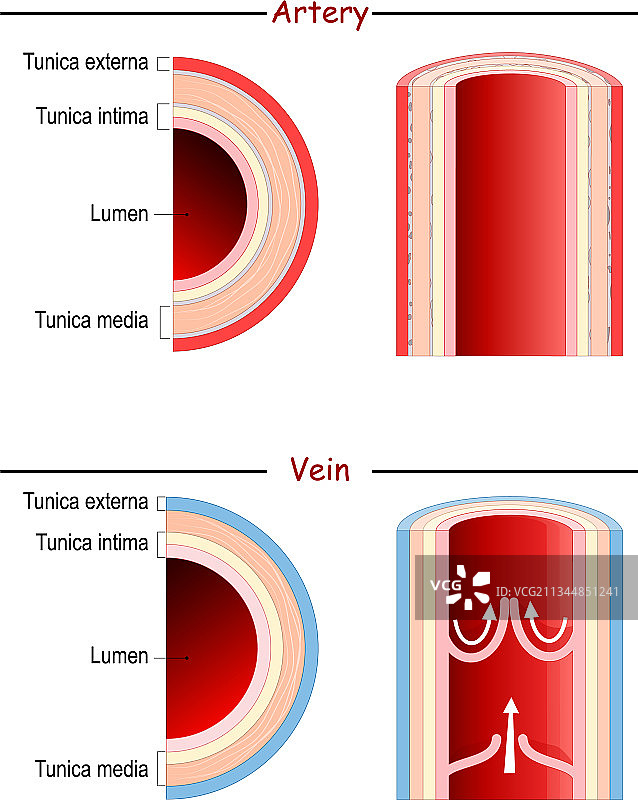 静脉和动脉解剖结构对比图片素材
