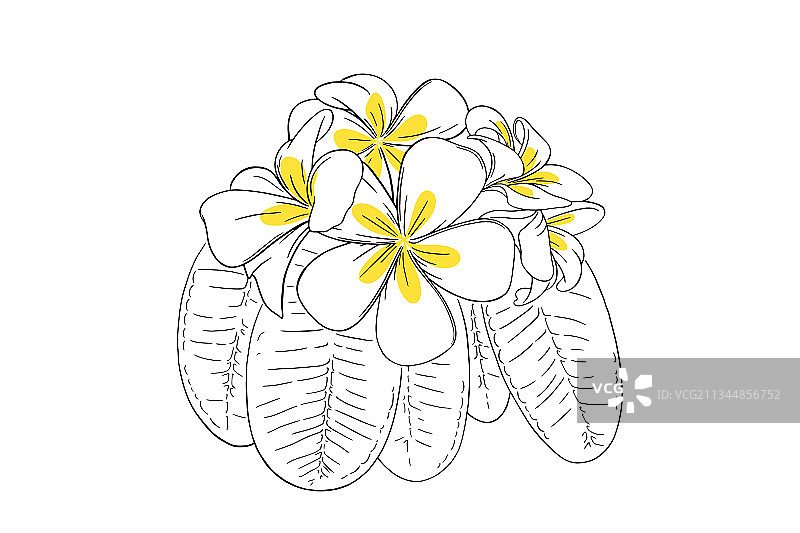 手绘热带鸡蛋花与叶子图片素材