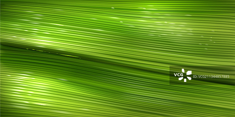 绿色香蕉叶纹理图片素材