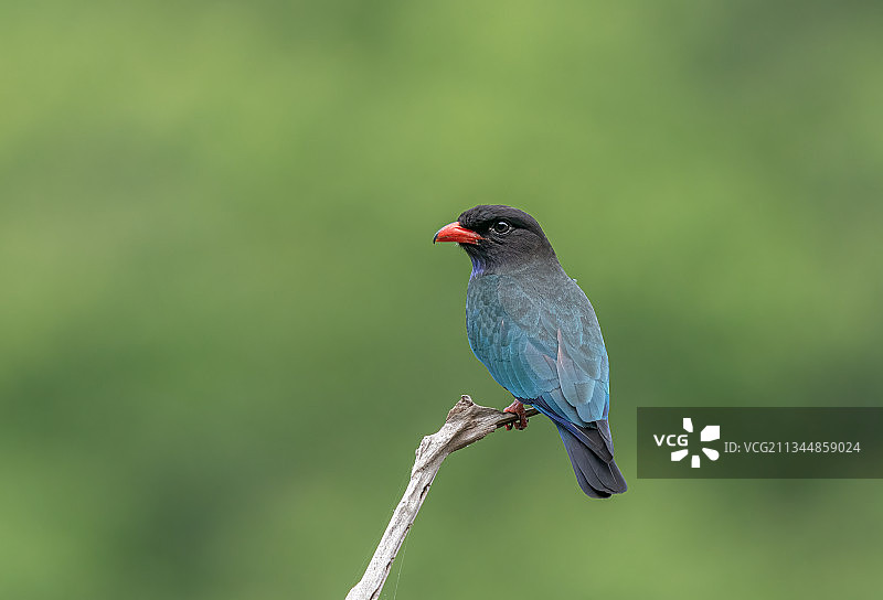 三宝鸟图片素材