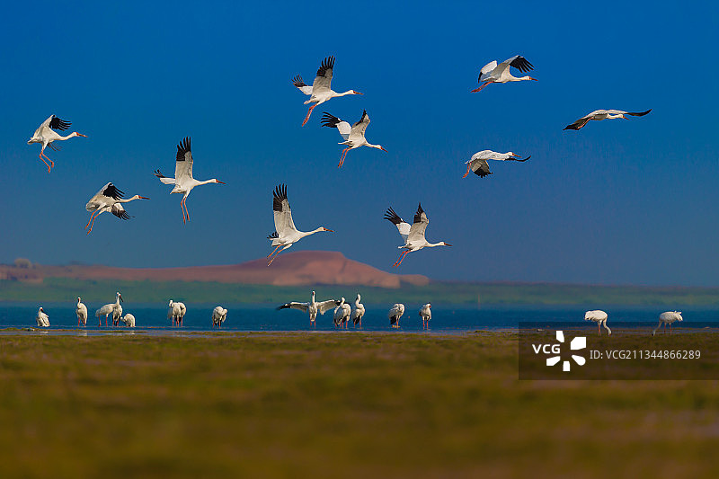 白鹤夫堂——鄱阳湖图片素材