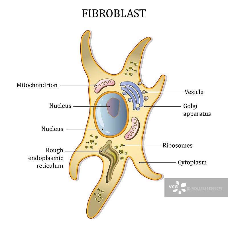 成纤维细胞结构结缔组织细胞图片素材