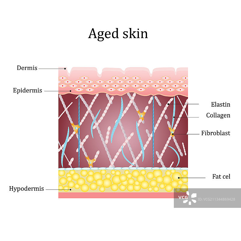带皮肤层结构的人类老化皮肤图片素材