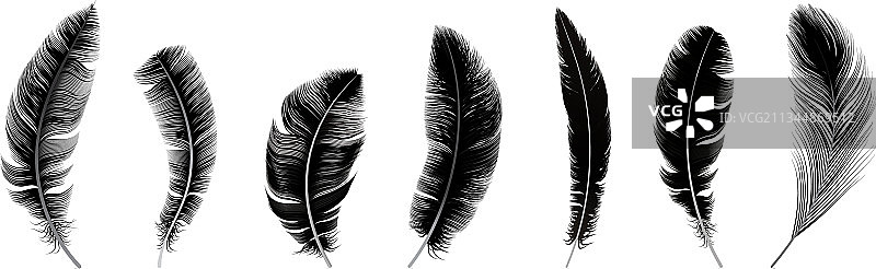 逼真黑色羽毛鸟类羽毛笔图片素材