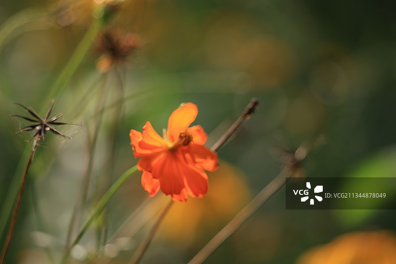 波斯菊图片素材