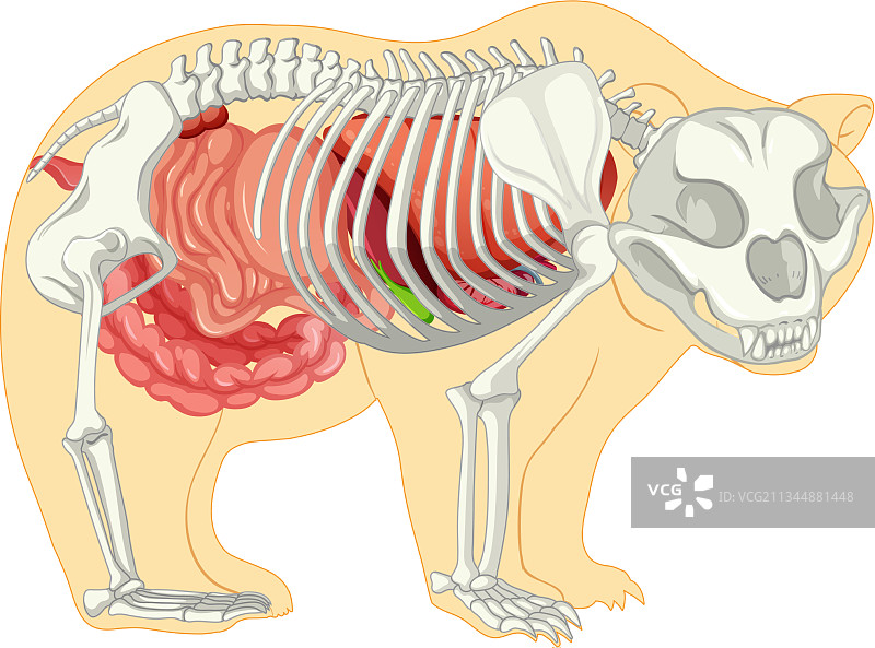 野生熊解剖结构（已隔离）图片素材