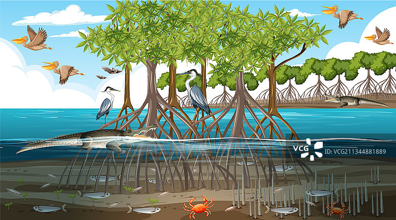 白昼红树林景观图片素材