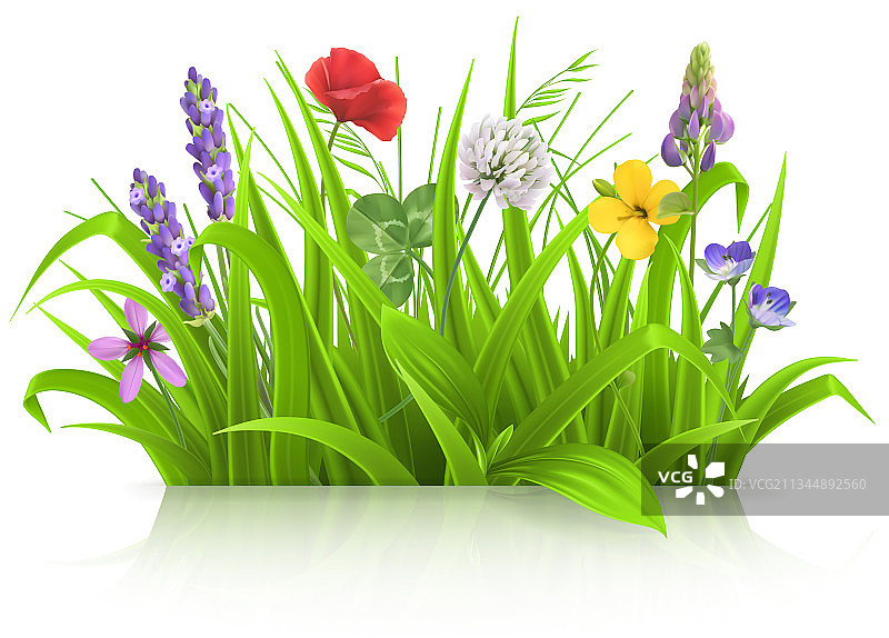 高山草甸上的野生花卉图片素材