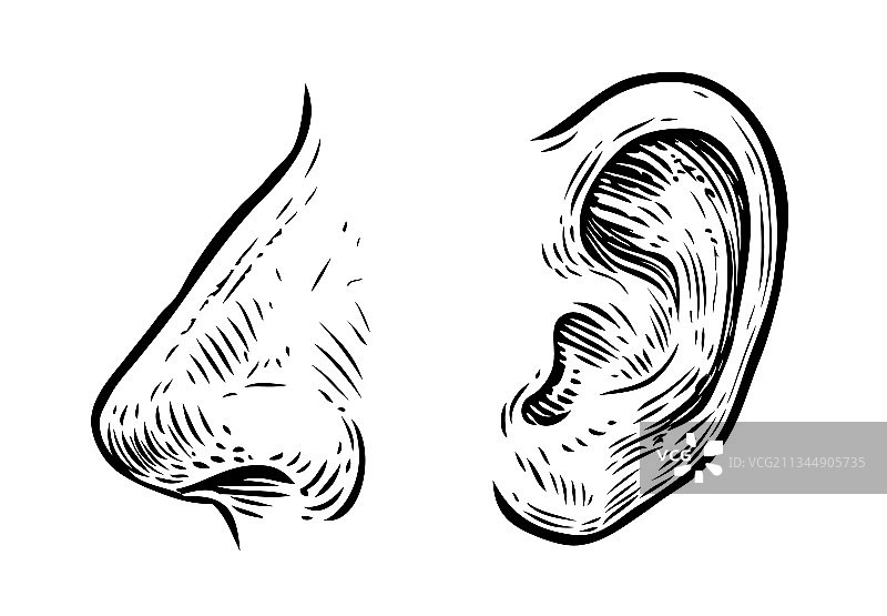 手绘人体鼻子耳朵草图图片素材