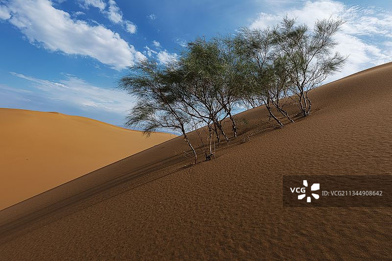 沙漠红柳图片素材