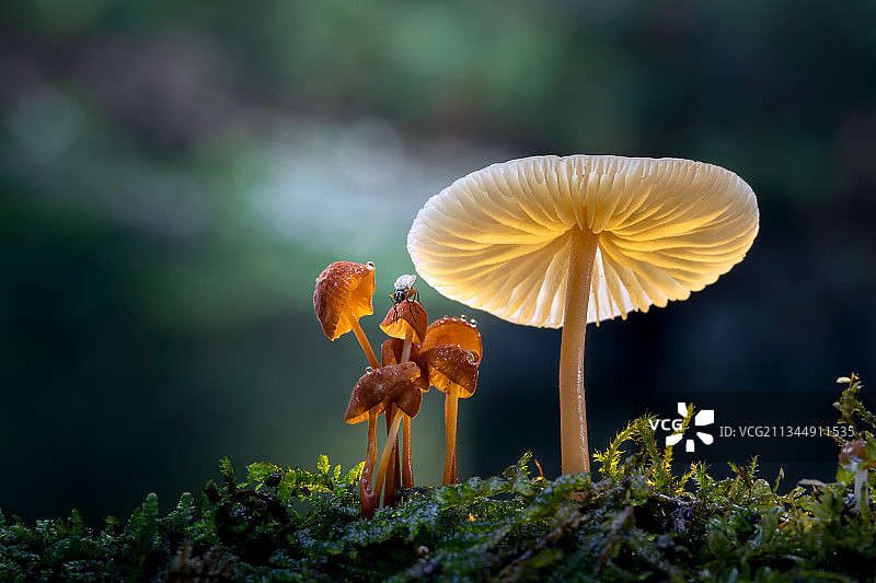 蘑菇来客图片素材