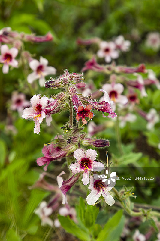 地黄、中医、药草、草本植物图片素材