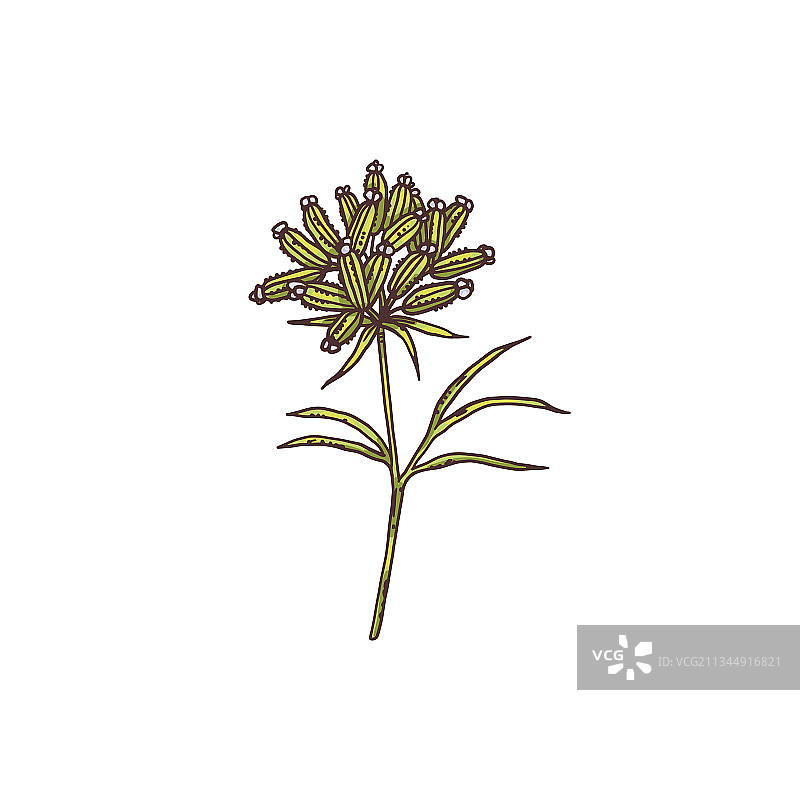 小茴香植物或草本植物的花序雕刻图片素材