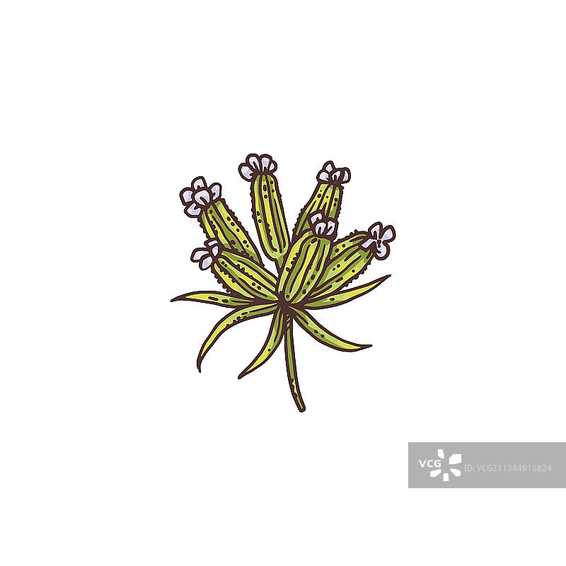 树枝与芳香草本孜然图片素材