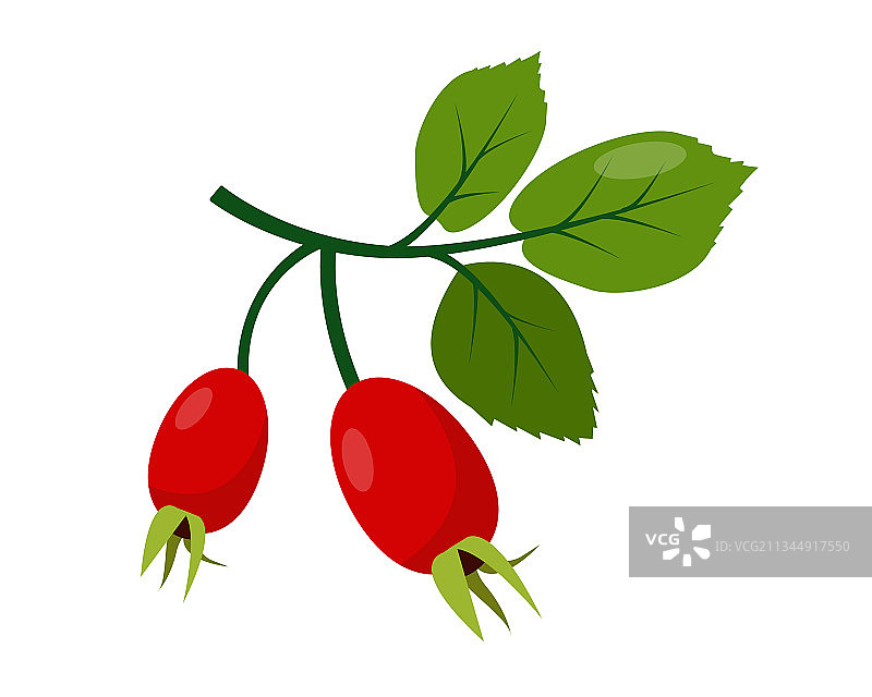 树枝上的红色野蔷薇果图片素材