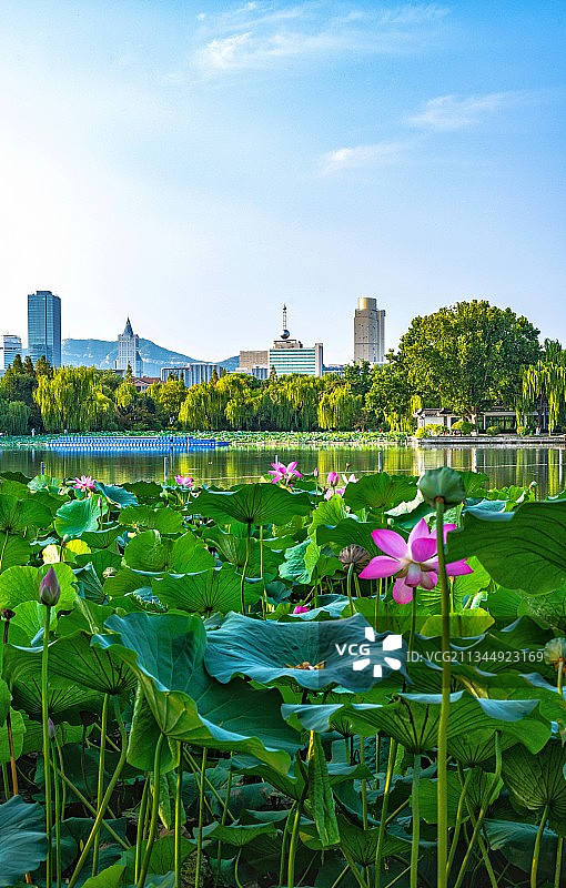 山东济南大明湖荷花.南山北渚相映浓.大明湖畔看千佛山图片素材