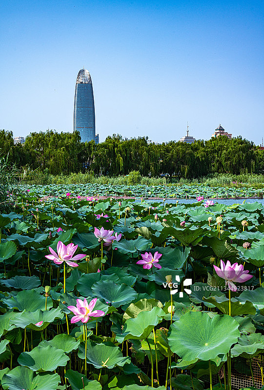 山东济南大明湖荷花荷叶.绿地中心明湖倒影图片素材