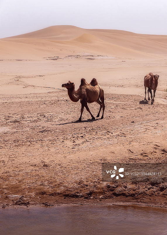 沙漠之舟图片素材