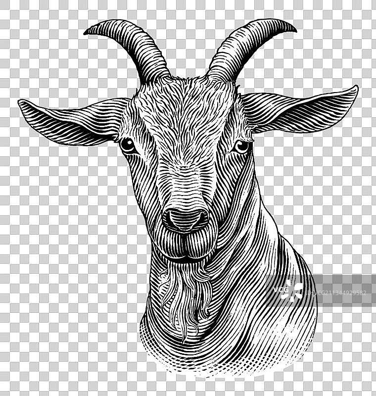 线稿山羊图片图片素材