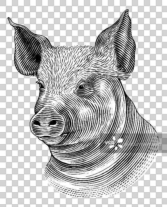 线稿肥猪图片图片素材