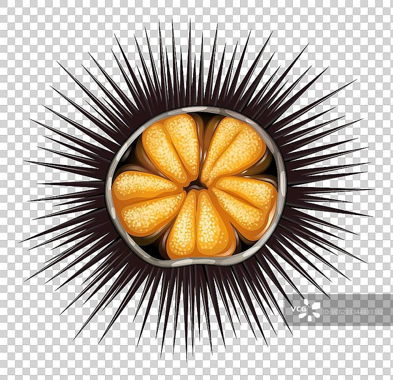 手绘海胆元素图片素材