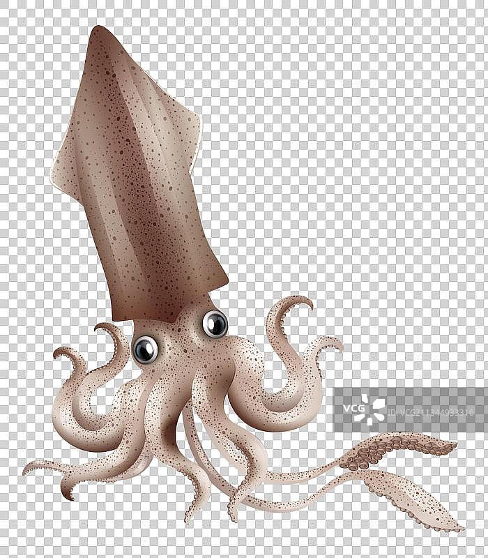 手绘海洋鱿鱼图片素材