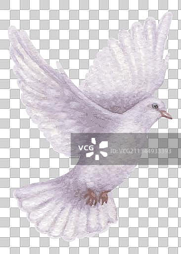 白鸽卡通高清png免抠元素图片素材