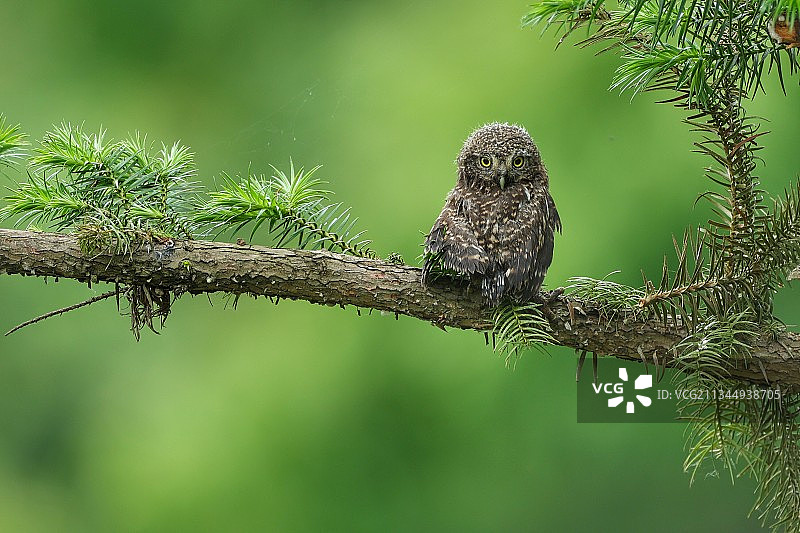 初来乍到 #斑头鸺鹠幼雏图片素材