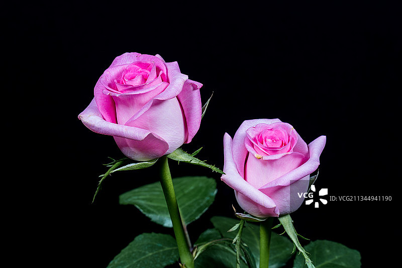 绽放的玫瑰图片素材