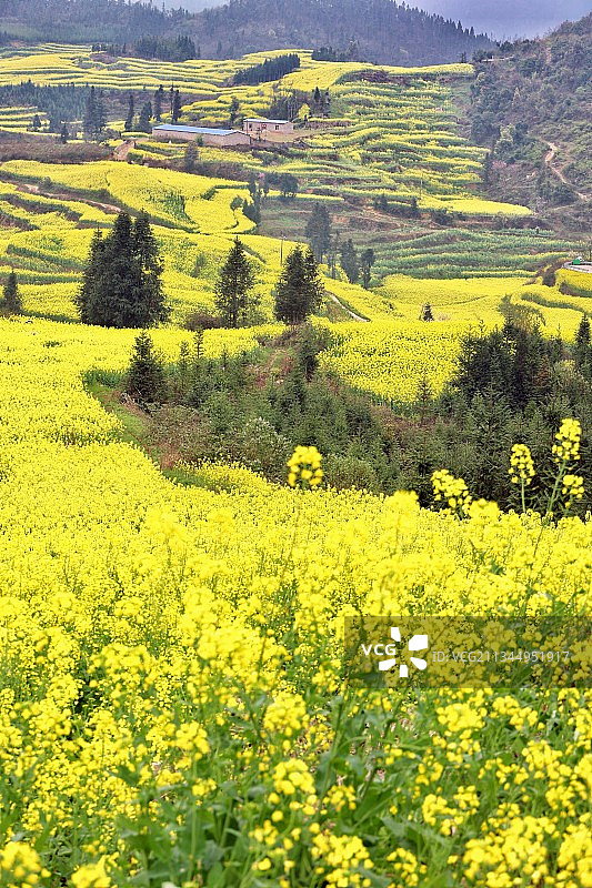 罗平、油菜花、花海、金黄、峰丛、丰收、幸福、螺丝田、日出、晨图片素材