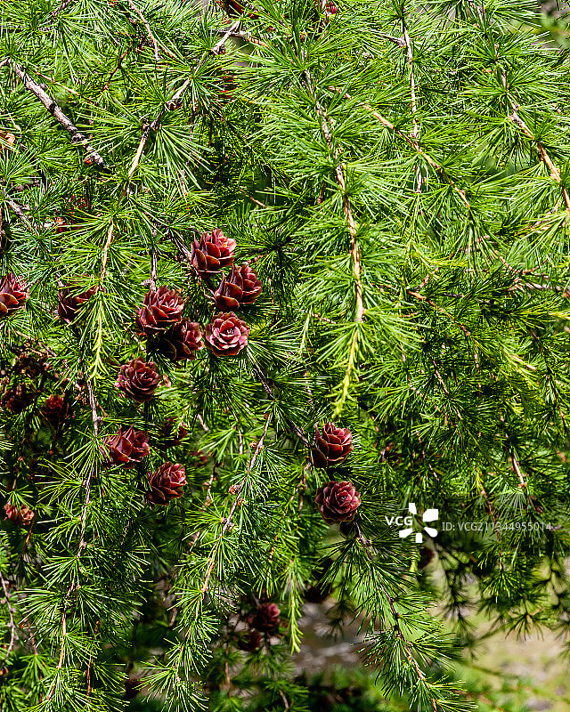 树上的小松塔绿色松树背景图片素材
