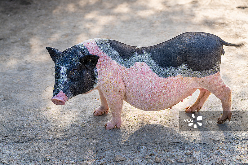 厦门中非世野野生动物园的香猪迷你猪图片素材