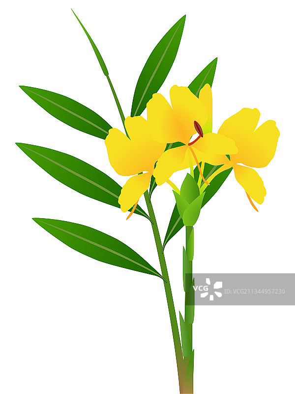 姜花与叶子图片素材