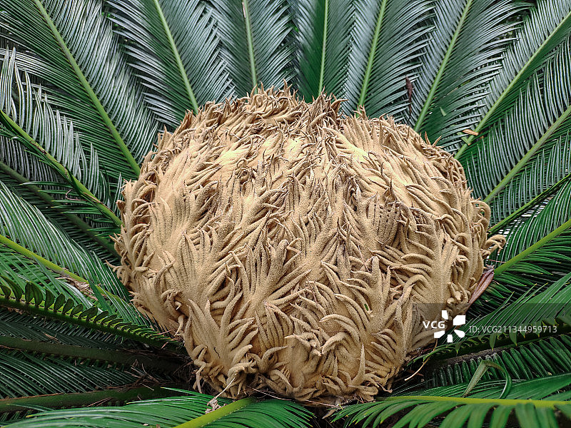 2021年8月24日，铁树的雌花，拍摄于泸县水务局小区内。图片素材