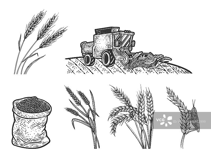 小麦丰收线稿素描图图片素材