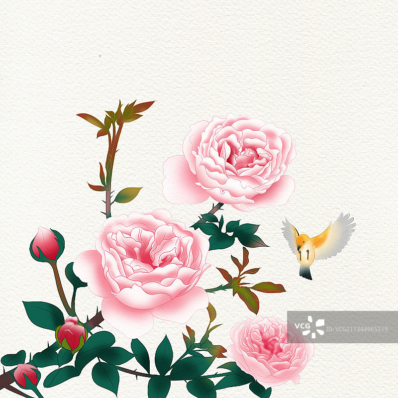 中国风传统绘画中国画工笔花鸟植物月季玫瑰小鸟古风仿古背景插画图片素材