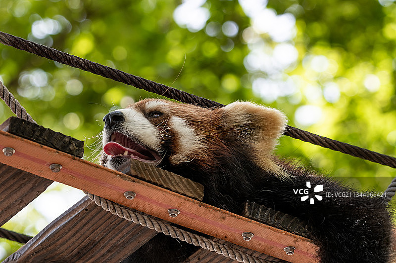 夏日的小熊猫图片素材