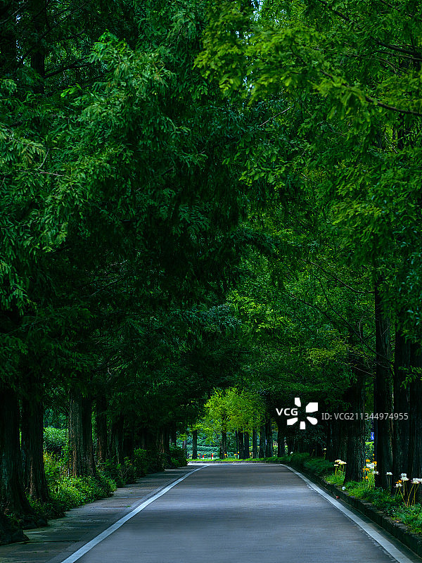 杭州·梅灵南路林荫大道图片素材