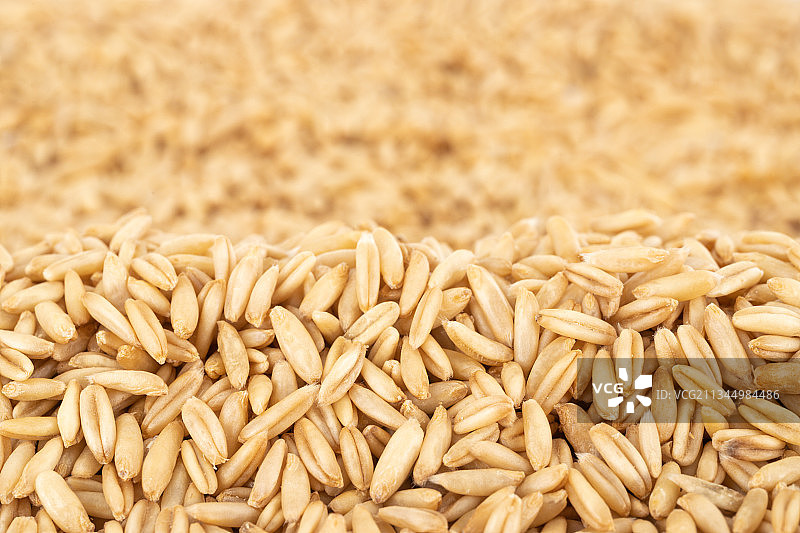 粗粮燕麦仁图片素材