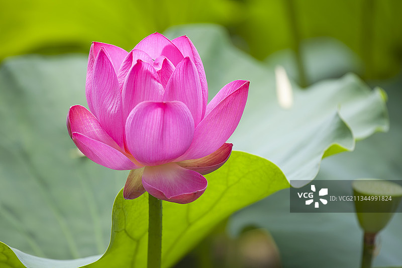 夏天荷花特写图片素材