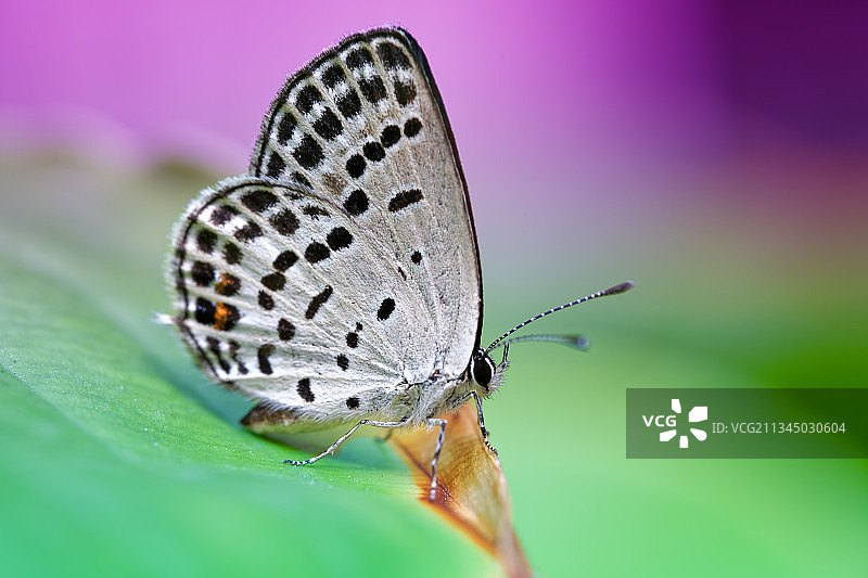 叶子上的蓝灰蝶图片素材