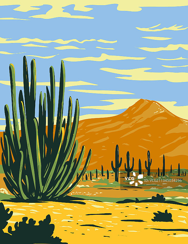 生长在风琴柱仙人掌中的糙皮柱图片素材