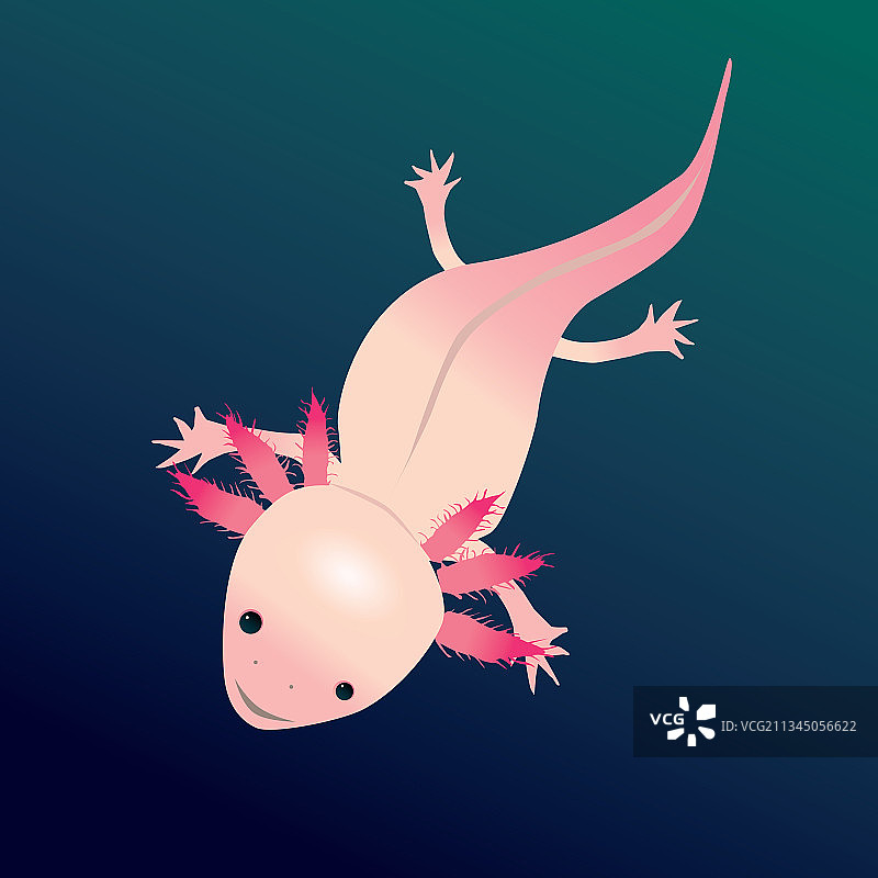 数字绘画：墨西哥钝口螈图片素材