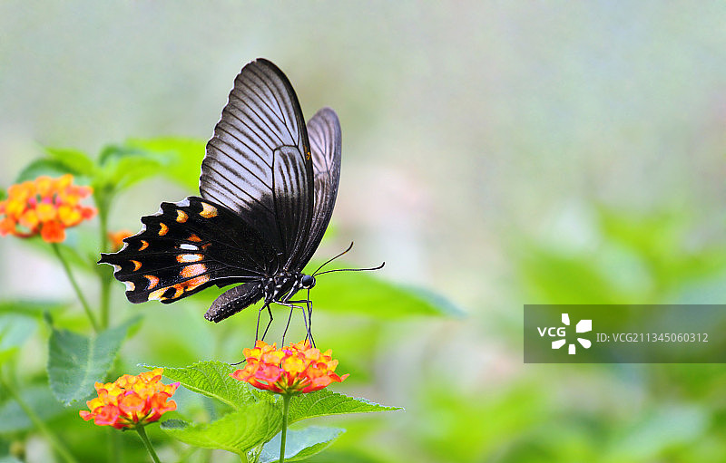 玉带凤蝶图片素材